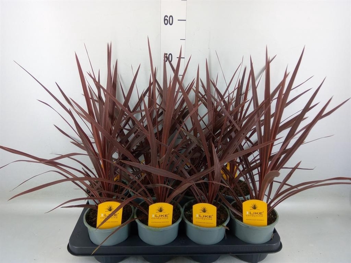 <h4>Cordyline austr. 'Red Star'</h4>