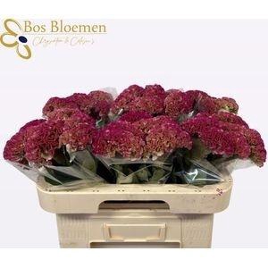 <h4>CEL C REPRISE ROSE</h4>