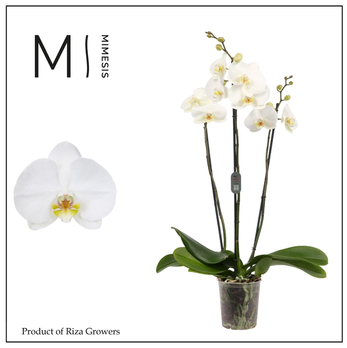 <h4>Phalaenopsis White Bigflower 3 spike - 12cm | Mimesis</h4>