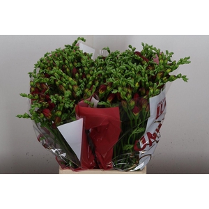 Fr Du Expression (tesselaar)