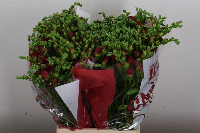 <h4>Fr Du Expression (tesselaar)</h4>