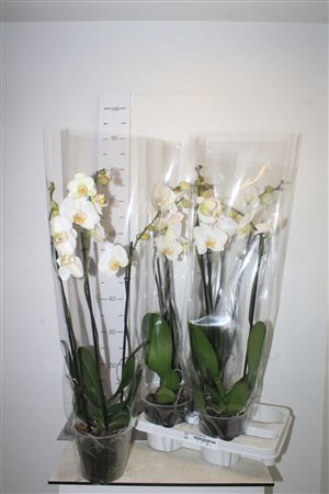 <h4>Phal Ov Wit 3 Branche 18+</h4>