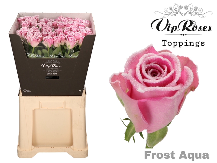 R GR FROST AQUA