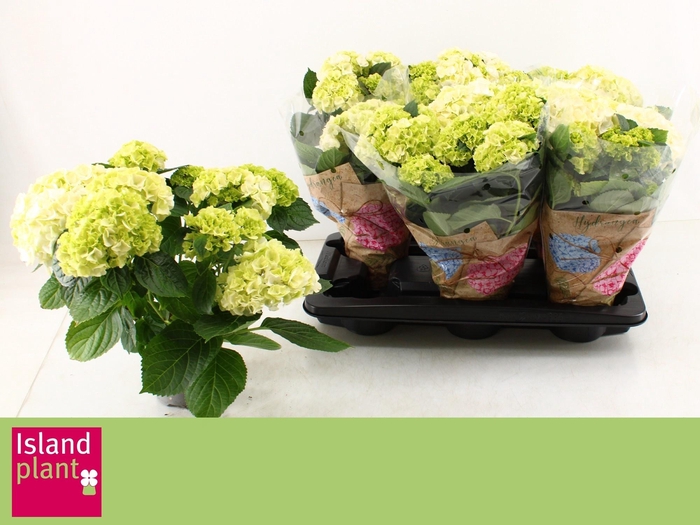 <h4>HYDR M WUDU</h4>