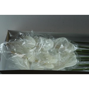 Anth A Acropolis X 12