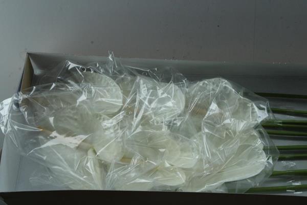 <h4>Anth A Acropolis X 12</h4>