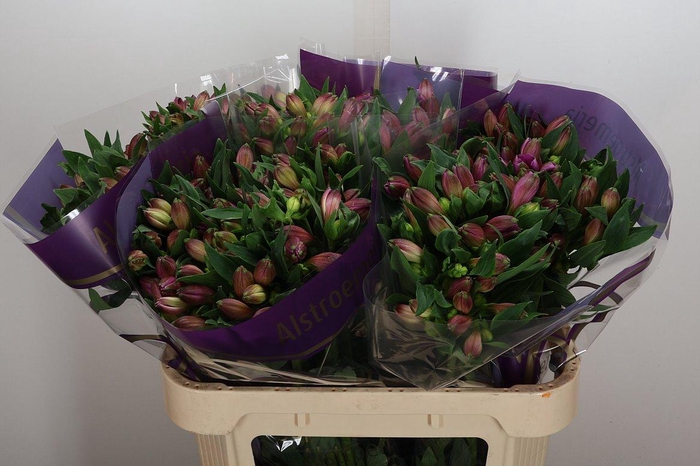 <h4>Alstr Falipo</h4>