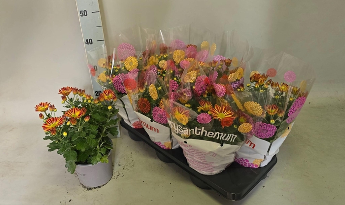 <h4>CHRYS GARDEN MUMS GM</h4>