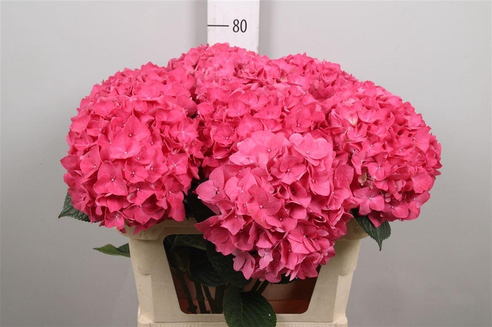 <h4>Hydr M Rodeo Rd</h4>