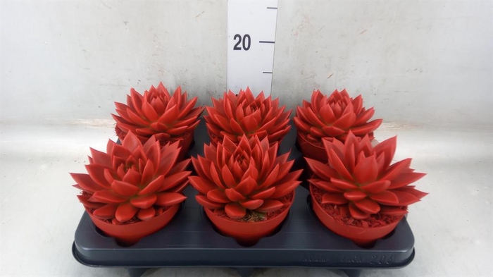 <h4>Echeveria  'Miranda'</h4>