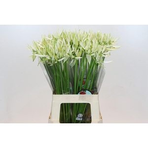 Nerine White Charm