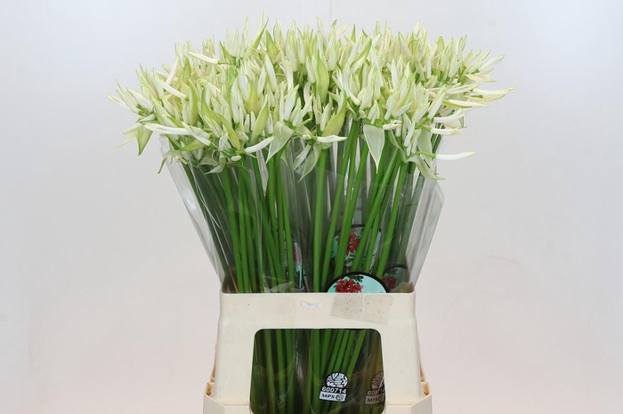 <h4>Nerine White Charm</h4>