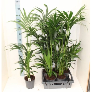 HOWEA FORSTERIANA