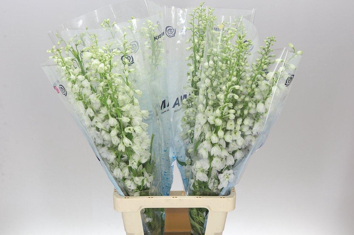 <h4>Delph El Candle White Shades</h4>