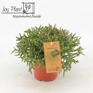 Rhipsalis Burchellii