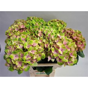 Hydr M Amethyst Rose