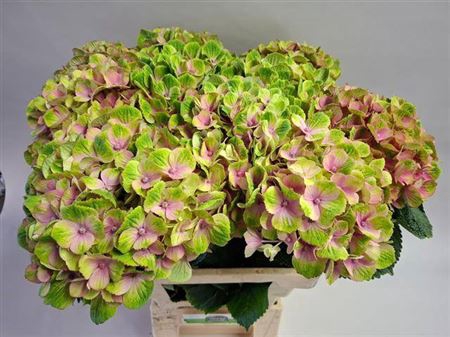 <h4>Hydr M Amethyst Rose</h4>