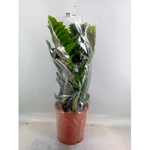 Zamioculcas zamiifolia 'Zenzi'