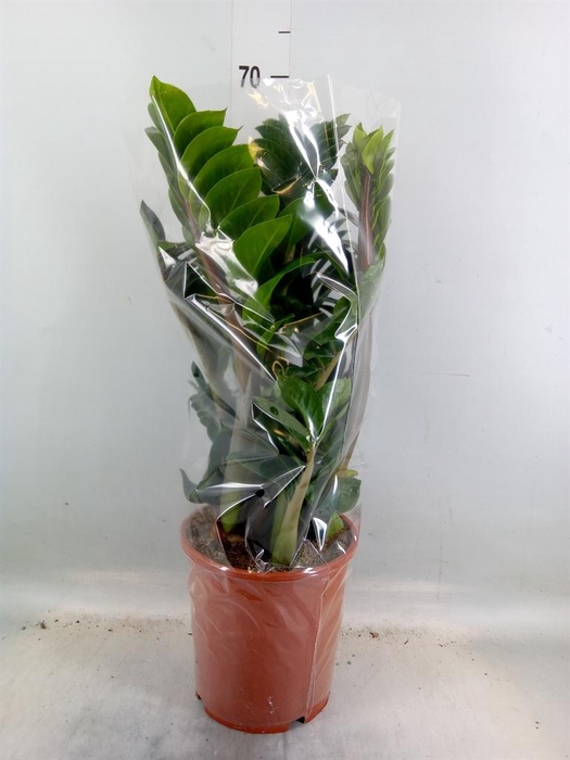 <h4>Zamioculcas zamiifolia 'Zenzi'</h4>