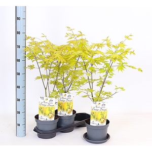 ACER PA ORANGE DREAM