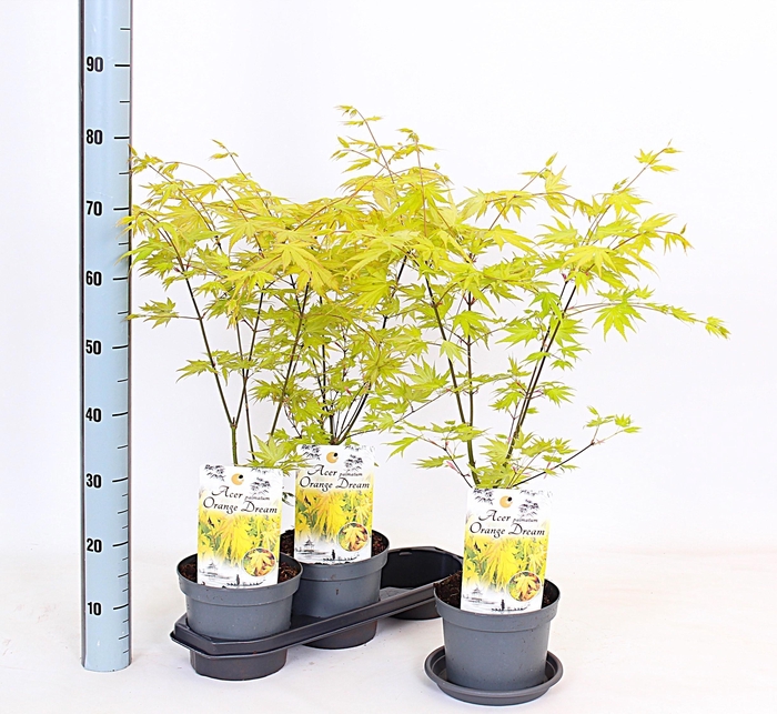 <h4>ACER PA ORANGE DREAM</h4>