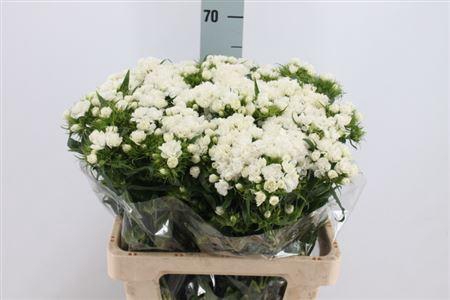 <h4>Dianthus Ba Doblino White</h4>