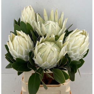 PROTEA CY ARCTIC ICE
