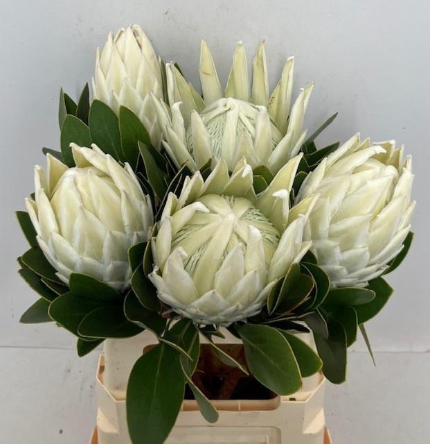 <h4>PROTEA CY ARCTIC ICE</h4>