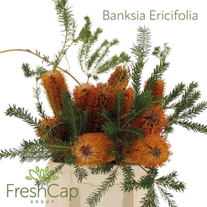 Banksia overig grootbloemig