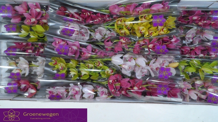 <h4>CYMB MI GEM</h4>