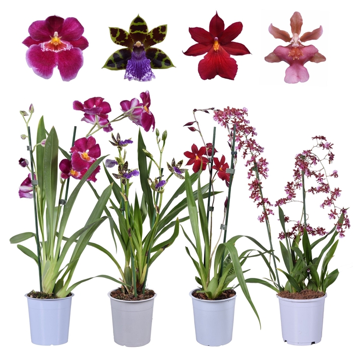 <h4>ORCHIDEEEN OVERIG</h4>