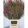 CYTISUS BOSKOOP RUBY BORDEAUX