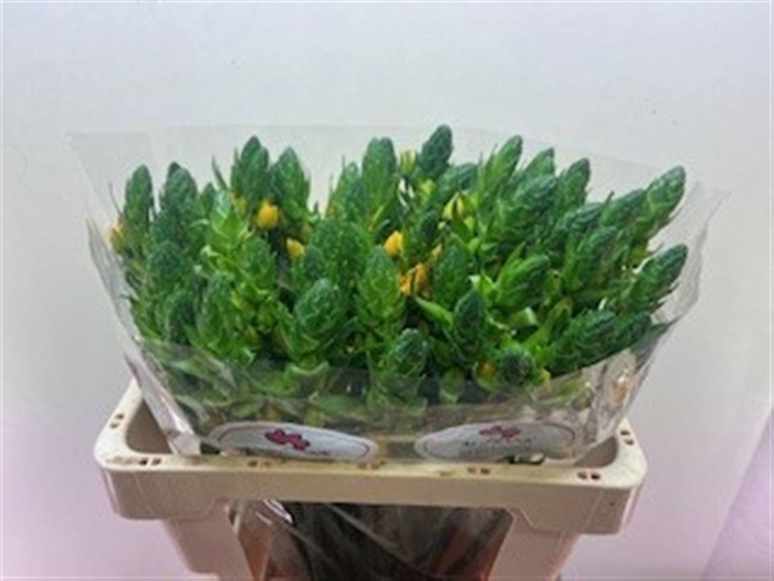 <h4>ORNIT DB GOLD STAR</h4>