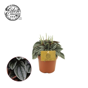 Peperomia Napoli Nights 10,5cm