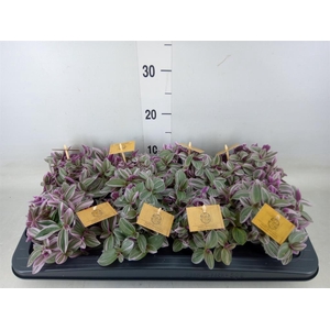 Tradescantia cerinth. 'Sweetness'