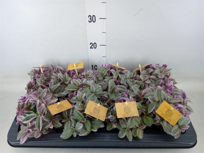 <h4>Tradescantia cerinth. 'Sweetness'</h4>