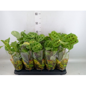 Maranta leuc. 'Fiesta'