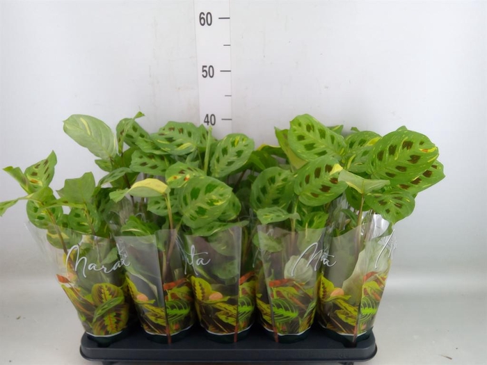 <h4>Maranta leuc. 'Fiesta'</h4>