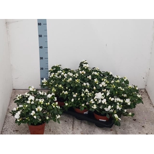 Rhododendron simsii Witte Vogel 14Ø 30cm 30Ø