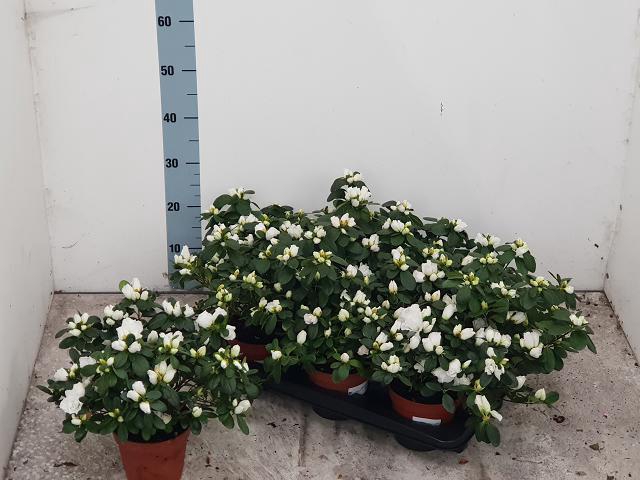 Rhododendron simsii Witte Vogel 14Ø 30cm 30Ø