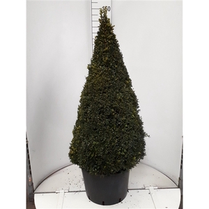 buxus sempervirens piramide 110/120 cm