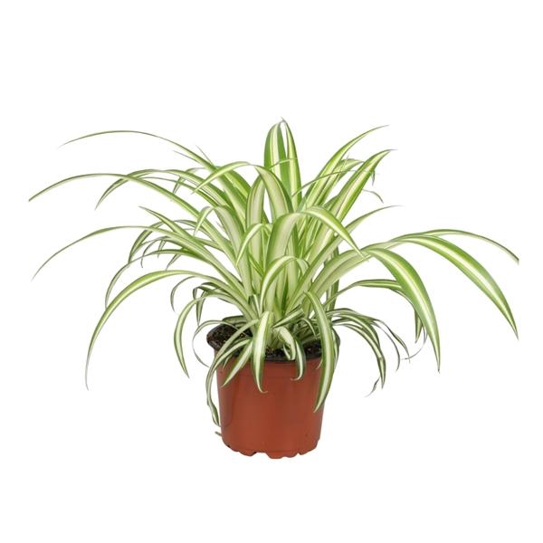 <h4>Chlorophytum comosum 'Variegatum'</h4>