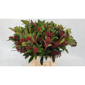 Skimmia J Rubella Bs