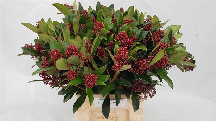 <h4>Skimmia J Rubella Bs</h4>