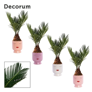 Cycas revoluta 6 cm, 3+ veren in Dua Lipa (Party love-collection