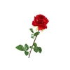 Rosa Red