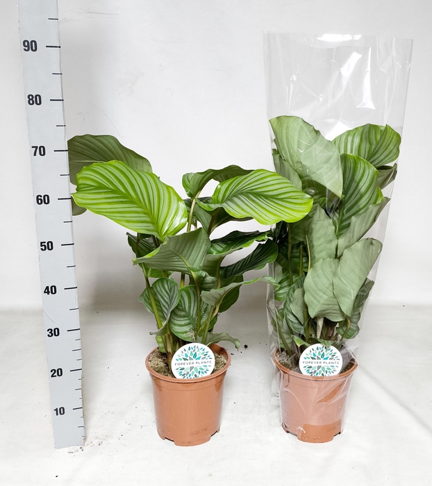 <h4>CALAT ORBIFOLIA</h4>