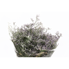 Limonium Maine Blue