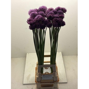 ALLIUM GLADIATOR