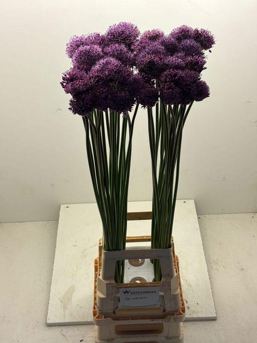 <h4>ALLIUM GLADIATOR</h4>